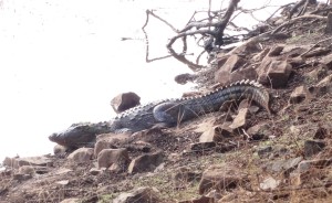 Ranthambore Tiger Reserve