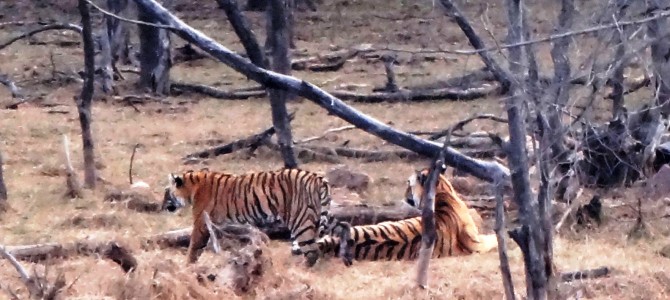 Ranthambore Tiger Reserve – Easy Tiger Sightings!