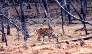 Tiger reserves in India