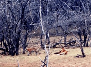 National parks in India