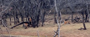 National parks in India