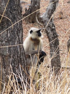 Kanha National Park