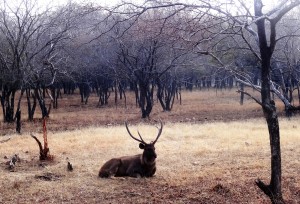 Ranthambore Tiger Reserve