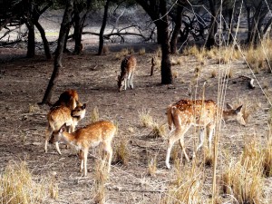 Ranthambore Tiger Reserve