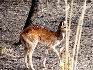 Jim Corbett National Park