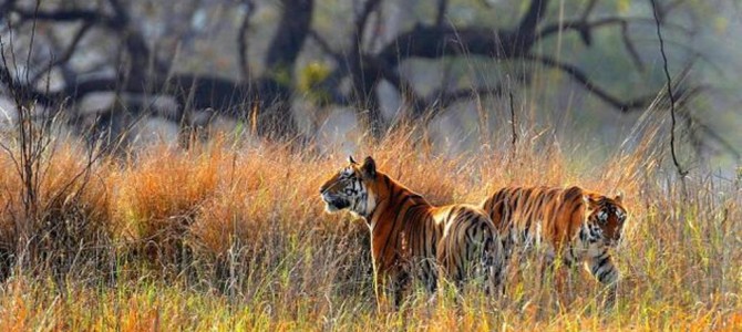 Tigers in Golden Meadows of Kanha National Park