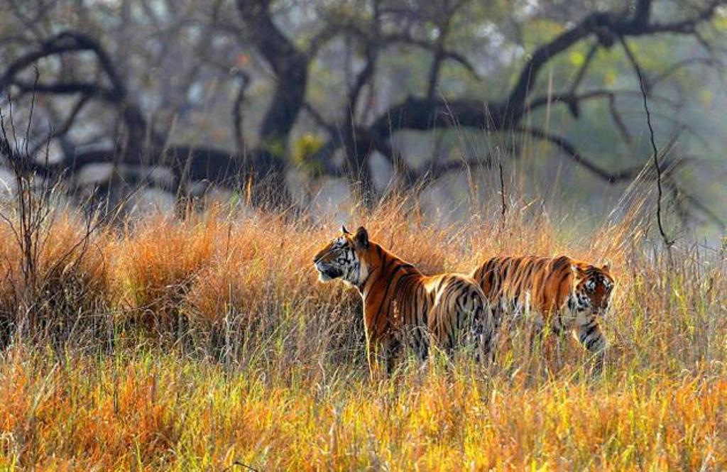 Tigers in Golden Meadows of Kanha National Park