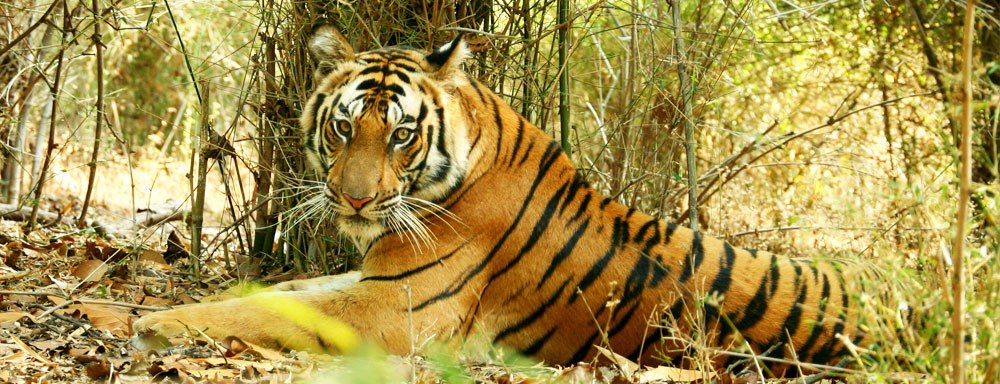 Bandhavgarh National Park - Densest Population of Tigers in India