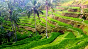 Things to do in Ubud