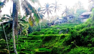 Things to do in Ubud