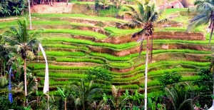 Things to do in Ubud